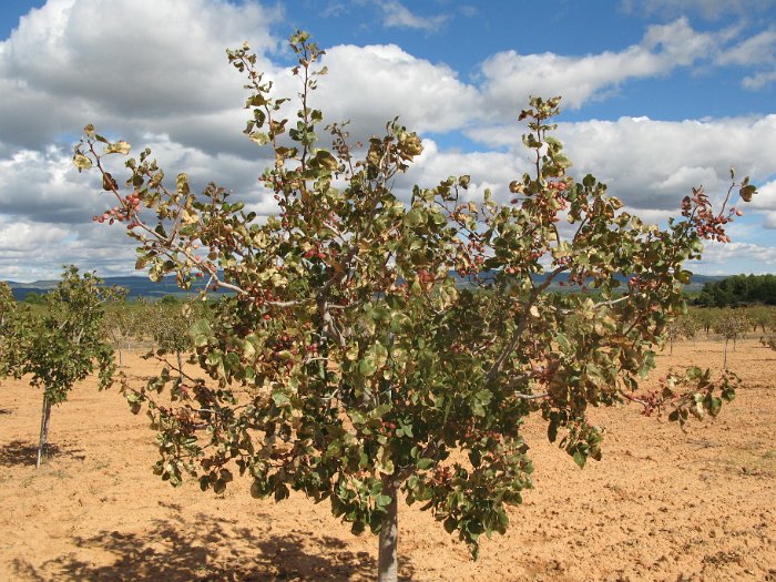 Pistacho (20)